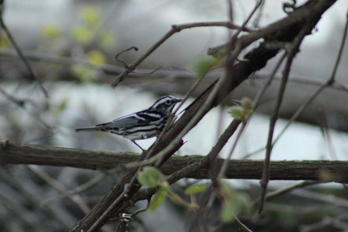 Black-and-white Warbler - Aiden Soellner
