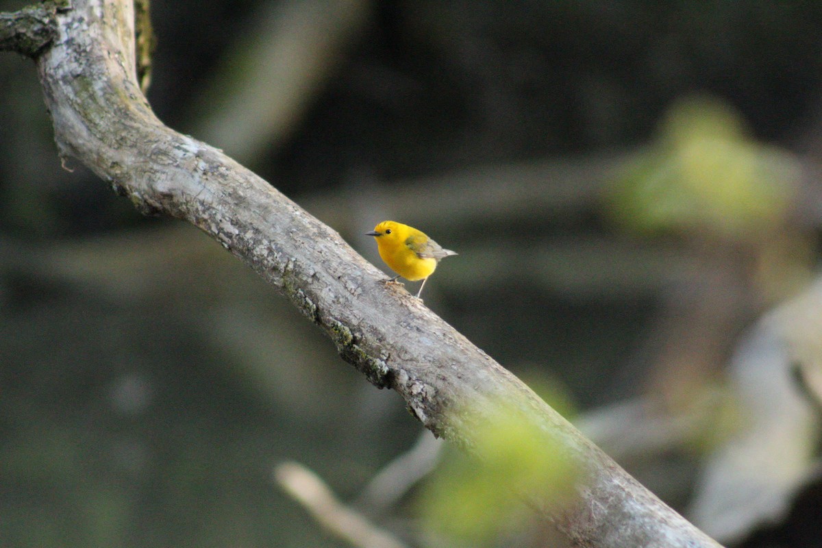 Prothonotary Warbler - Aiden Soellner