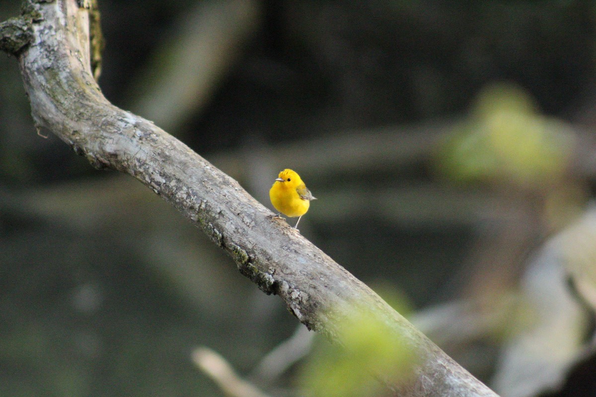 Prothonotary Warbler - ML618076757