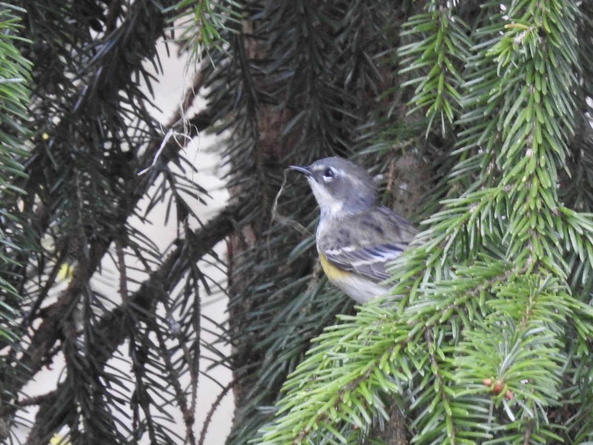 Yellow-rumped Warbler (Myrtle) - Nancy Tully