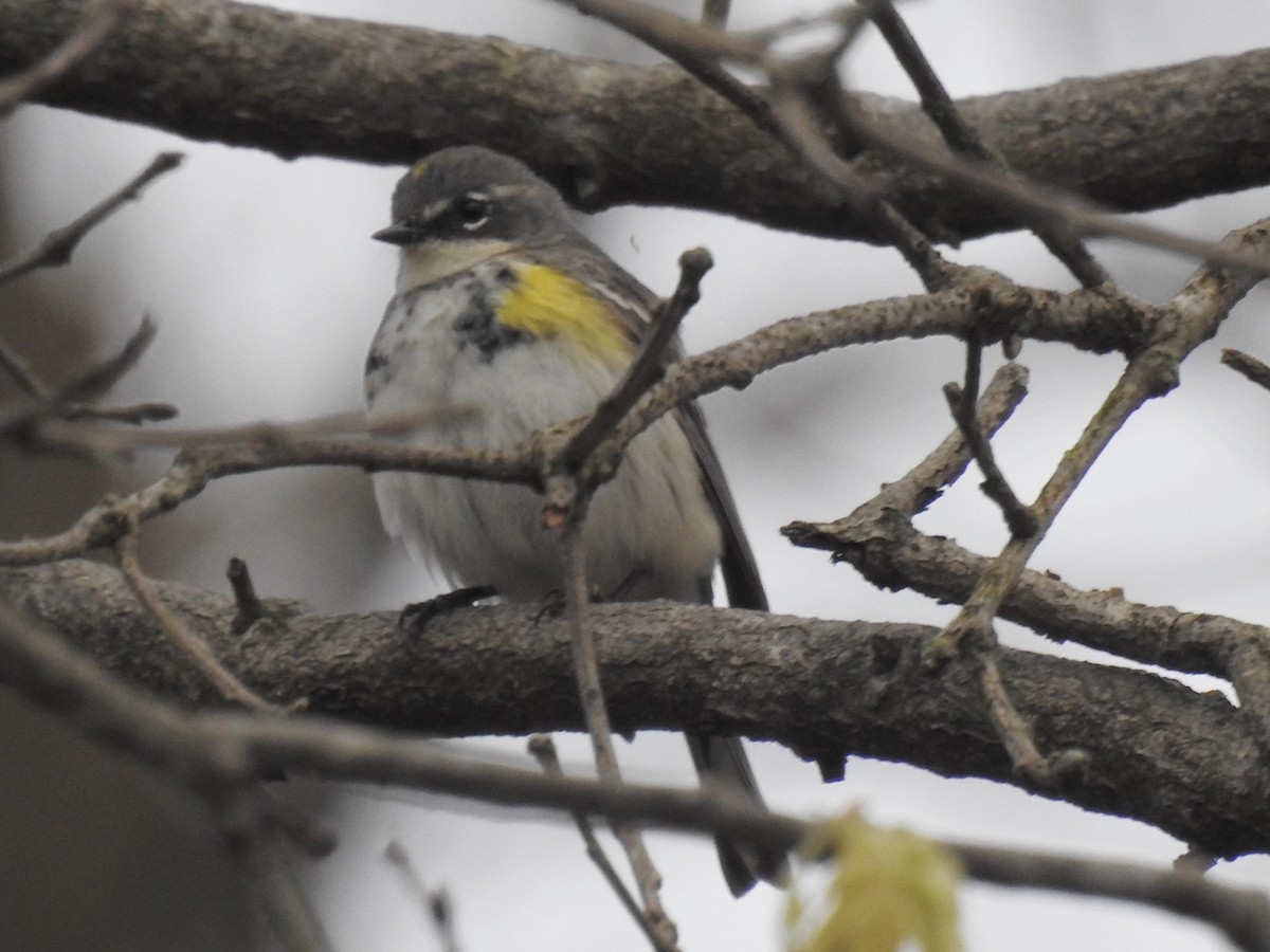 Yellow-rumped Warbler (Myrtle) - Nancy Tully