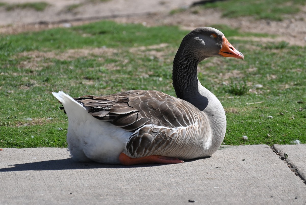 Domestic goose sp. (Domestic type) - ML618076762