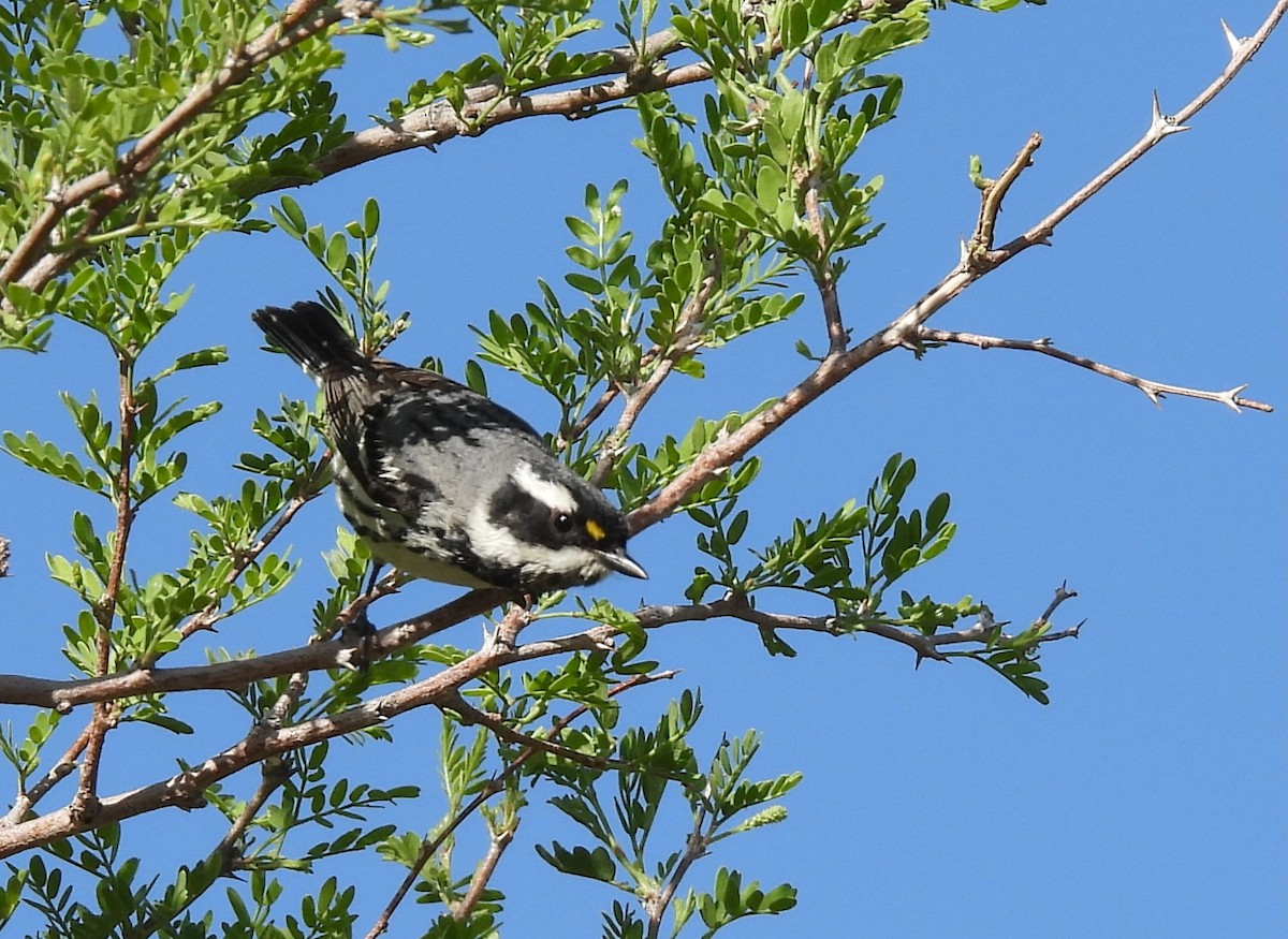 Black-throated Gray Warbler - ML618076763
