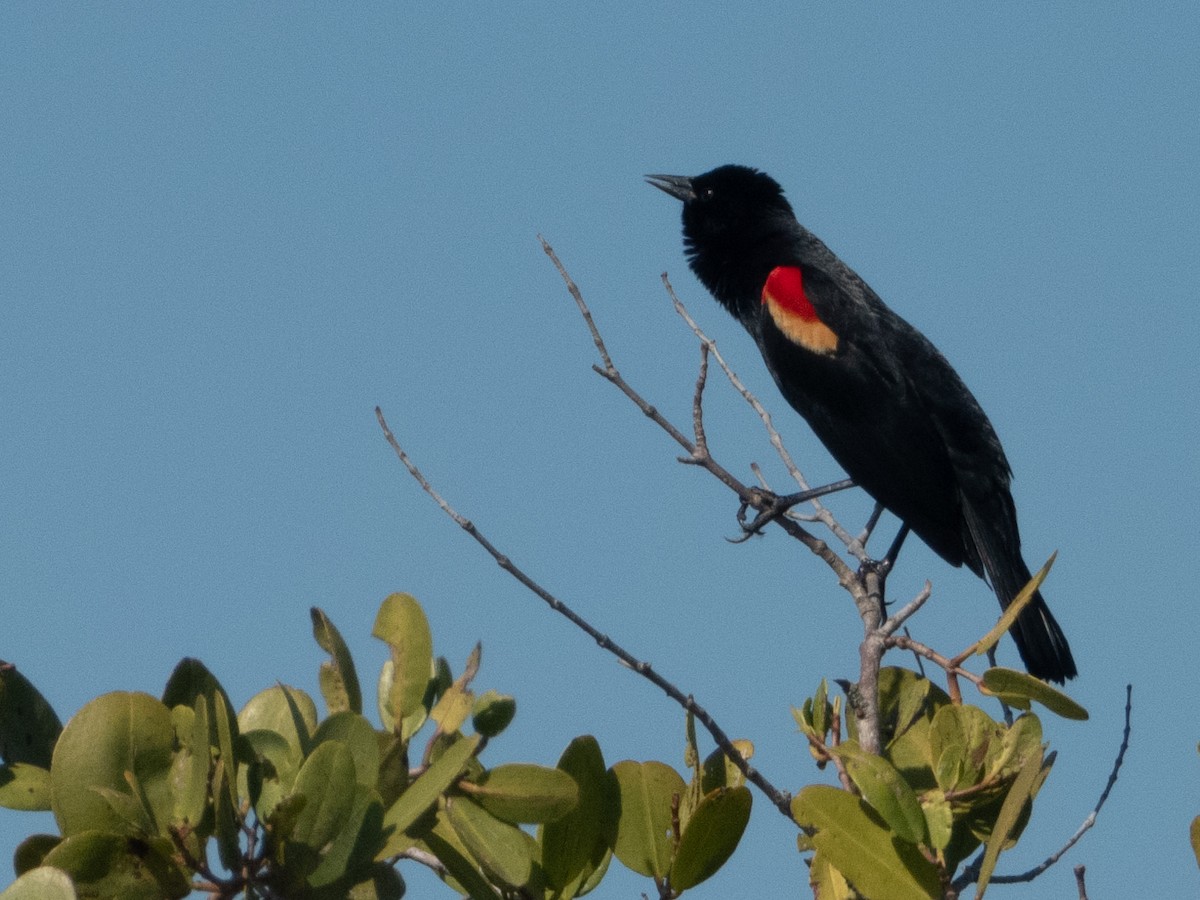 Red-winged Blackbird - ML618076792
