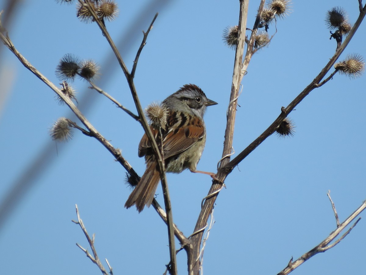 Swamp Sparrow - ML618076807