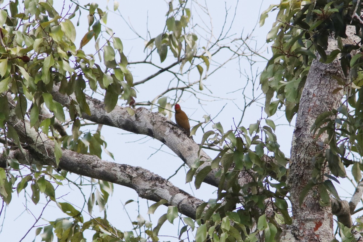 Golden-collared Woodpecker - ML618076821