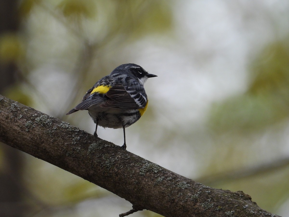 Yellow-rumped Warbler - Angela Frohring