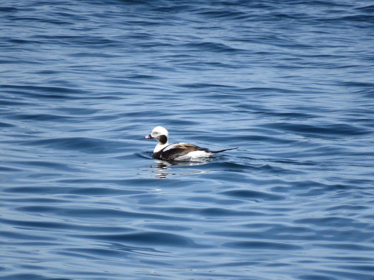 Long-tailed Duck - Curtis Mahon