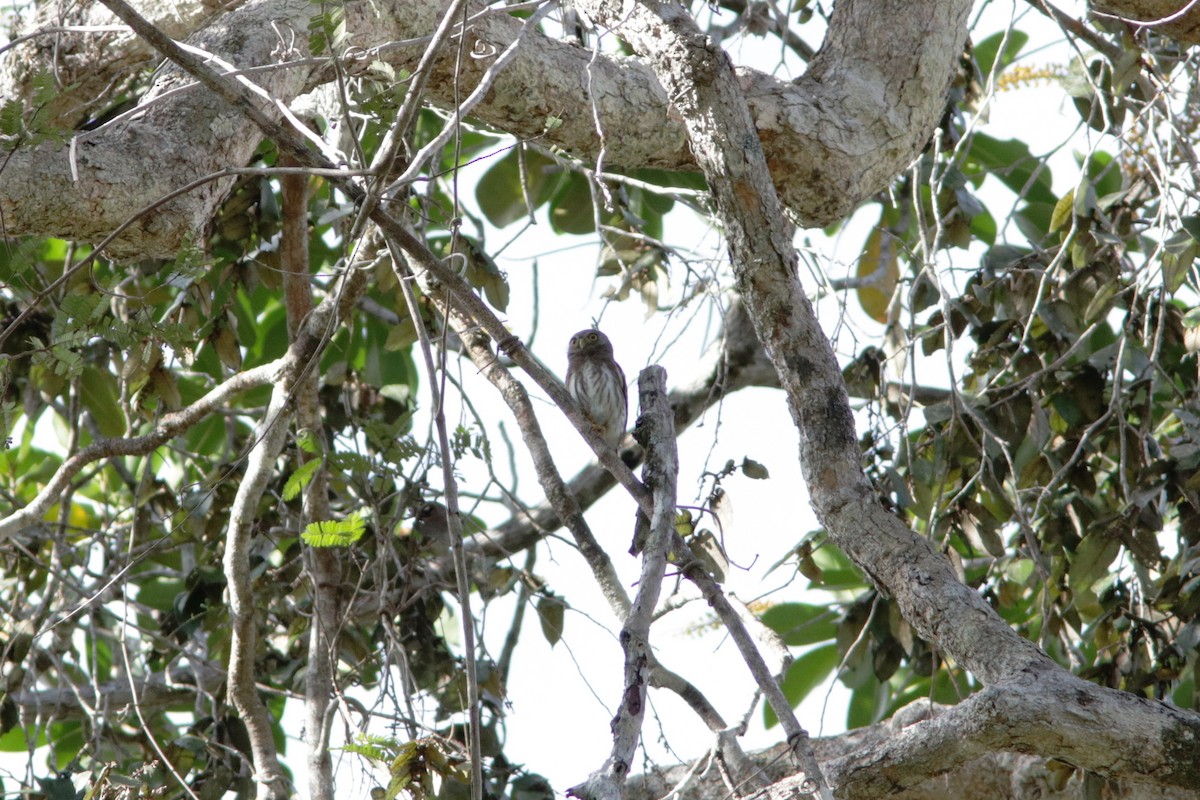 Amazonian Pygmy-Owl - Richard Dunn