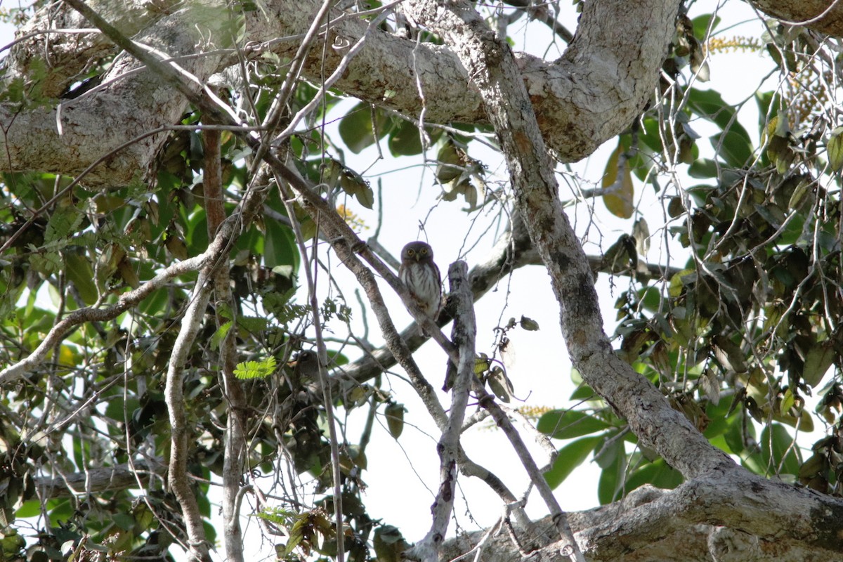 Amazonian Pygmy-Owl - ML618076860