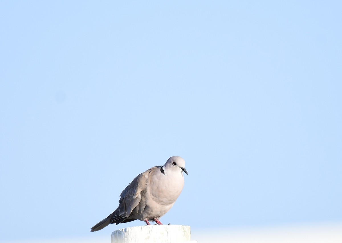 Eurasian Collared-Dove - ML618076866