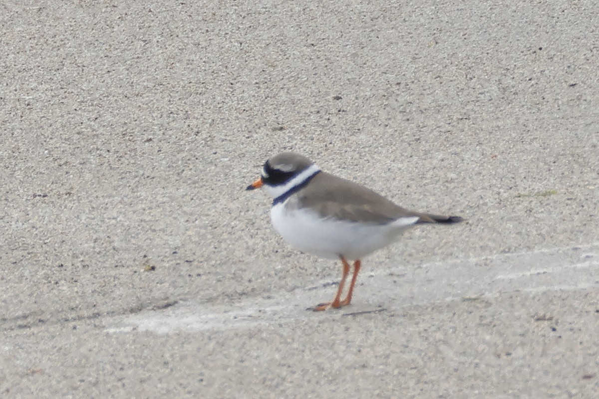 Common Ringed Plover - ML618076867