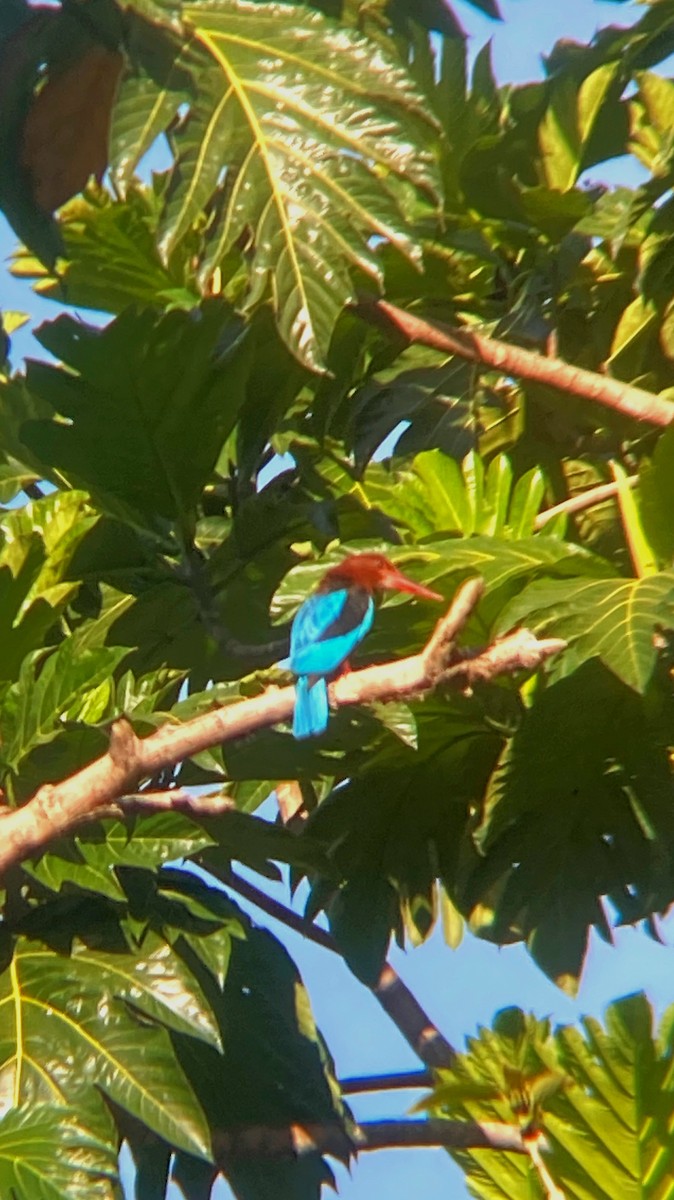 Brown-breasted Kingfisher - ML618076887