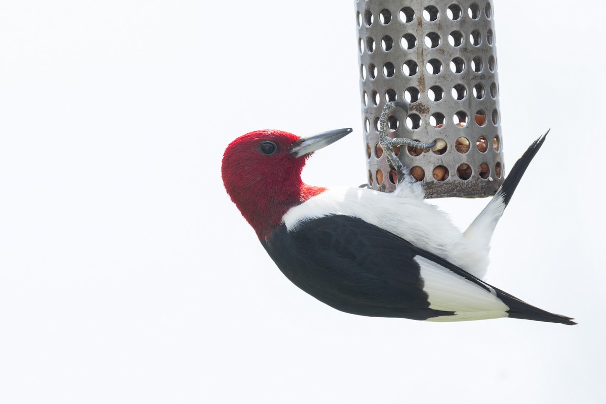 Red-headed Woodpecker - Ric mcarthur
