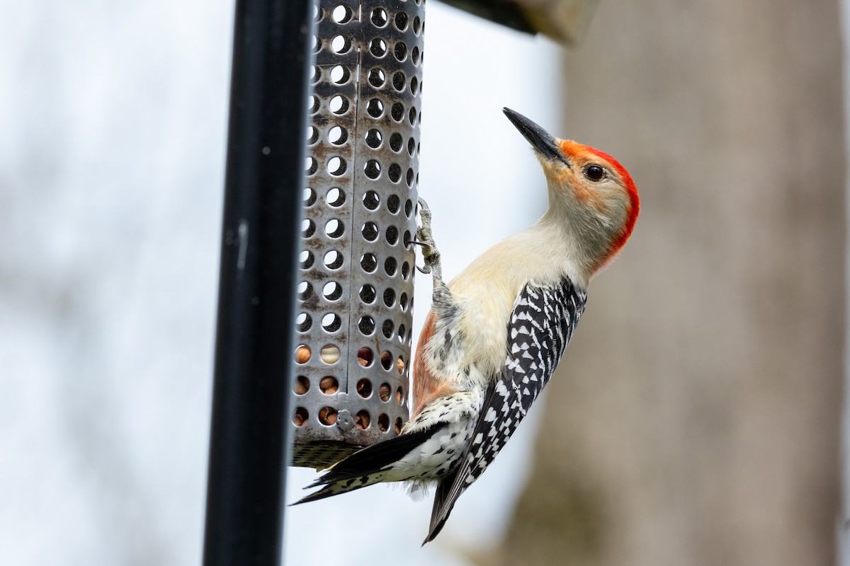 Red-bellied Woodpecker - ML618076961