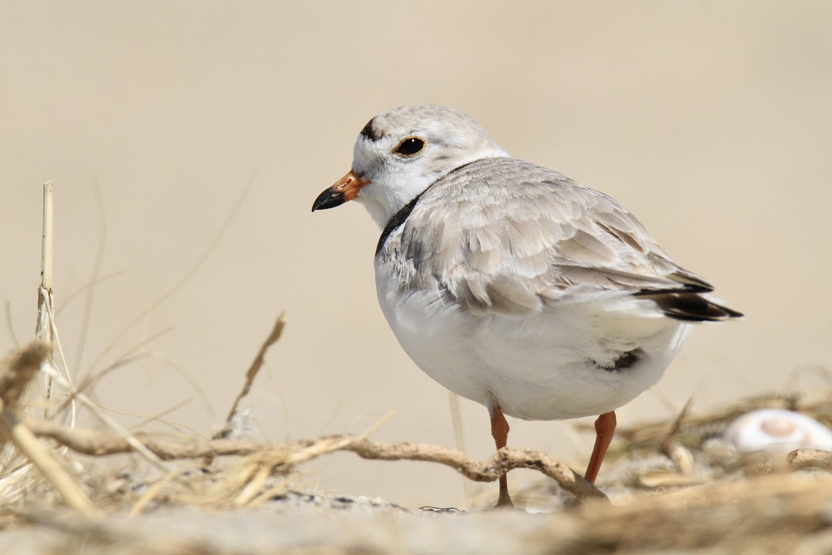 Piping Plover - ML618076968