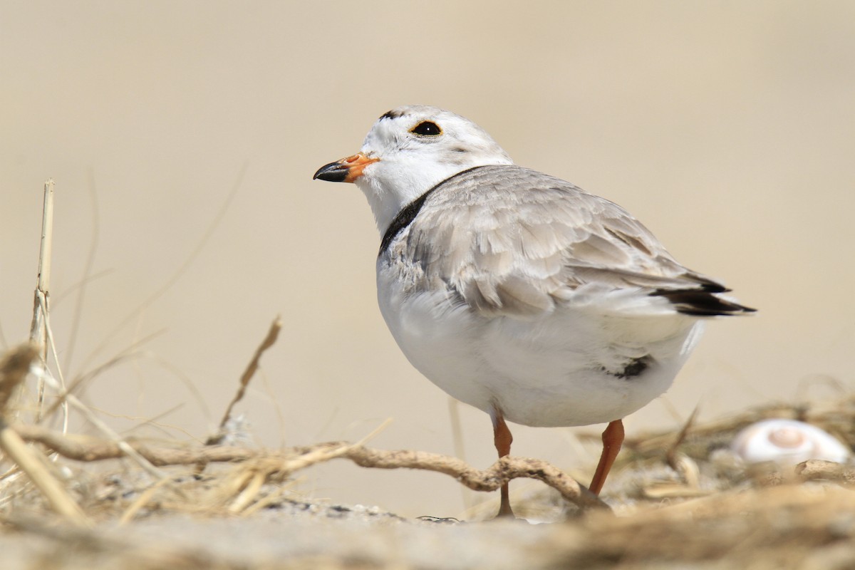 Piping Plover - ML618076969