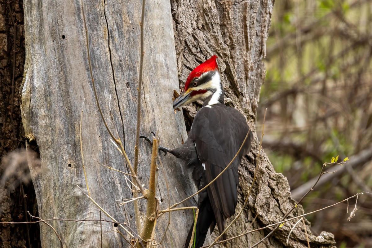 Pileated Woodpecker - Ric mcarthur