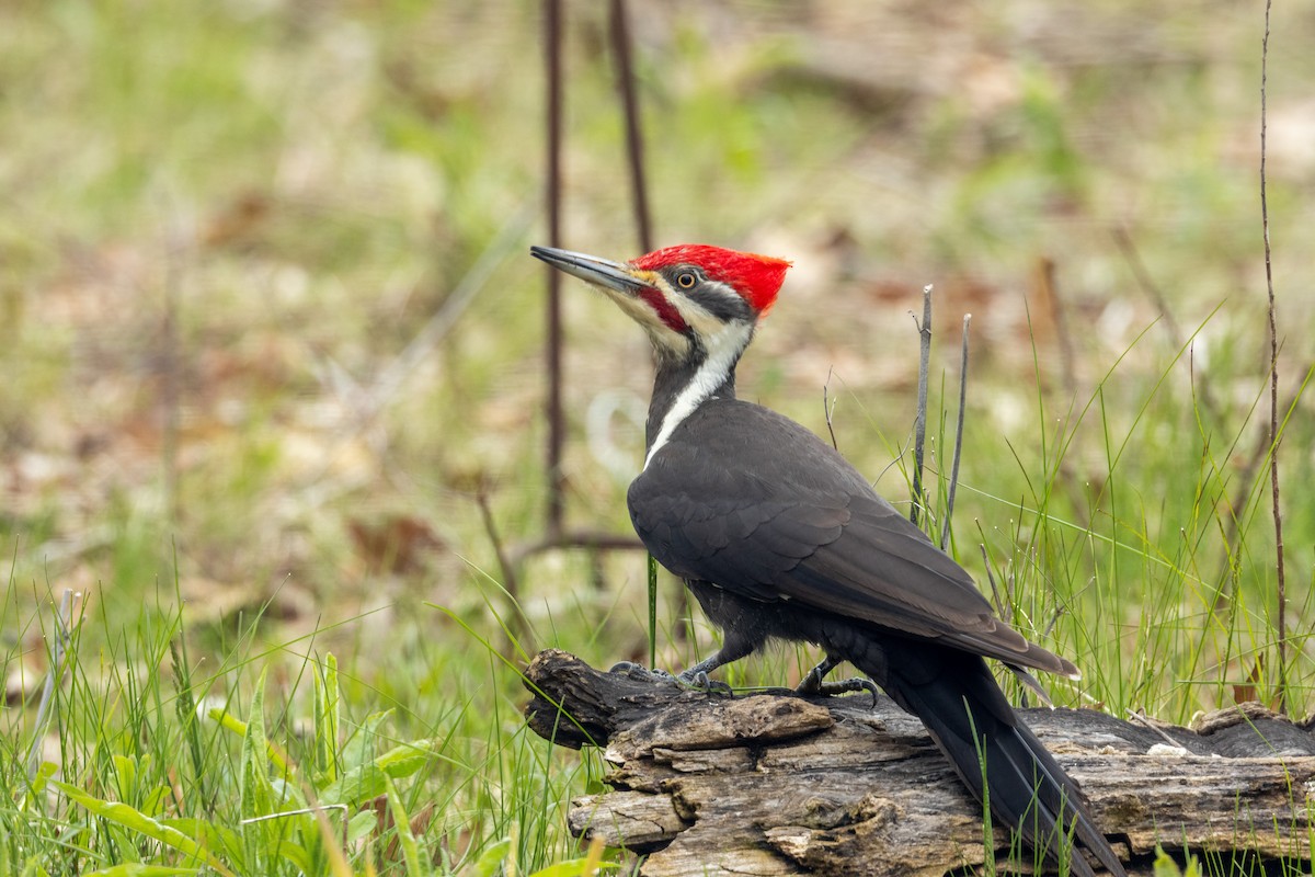 Pileated Woodpecker - Ric mcarthur
