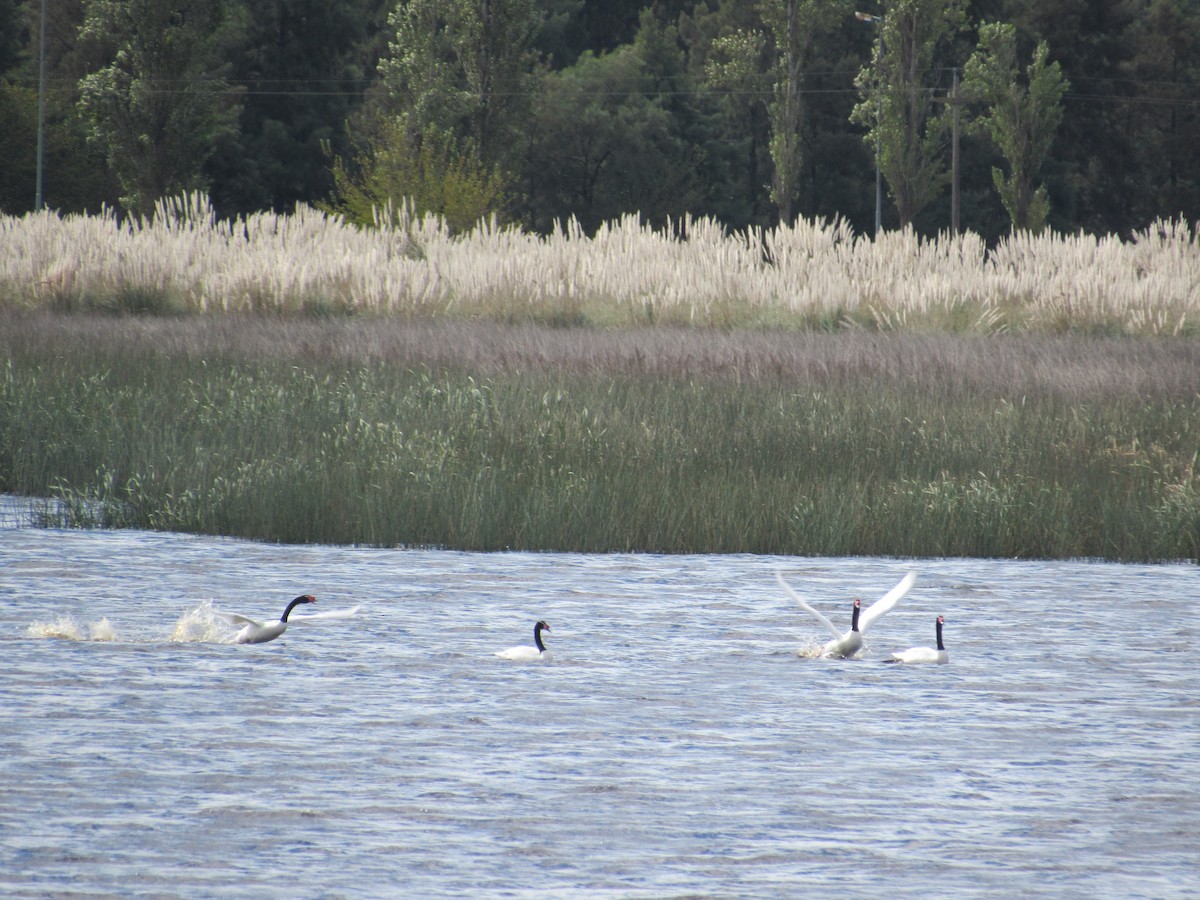 Black-necked Swan - ML618076987