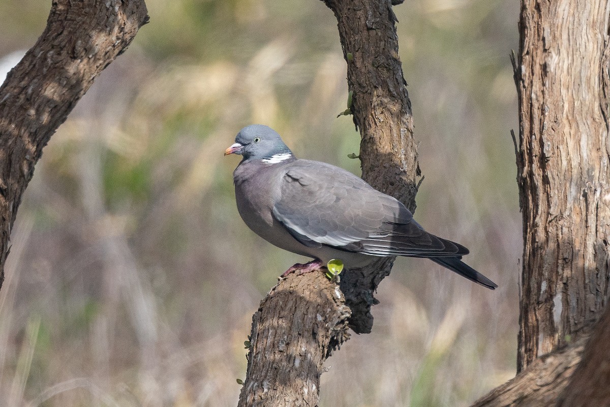 Common Wood-Pigeon - ML618076990