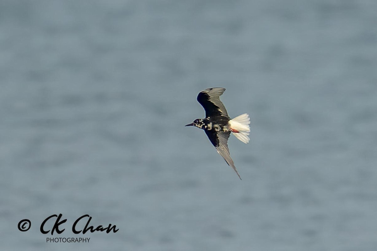 White-winged Tern - Chee Keong  Chan