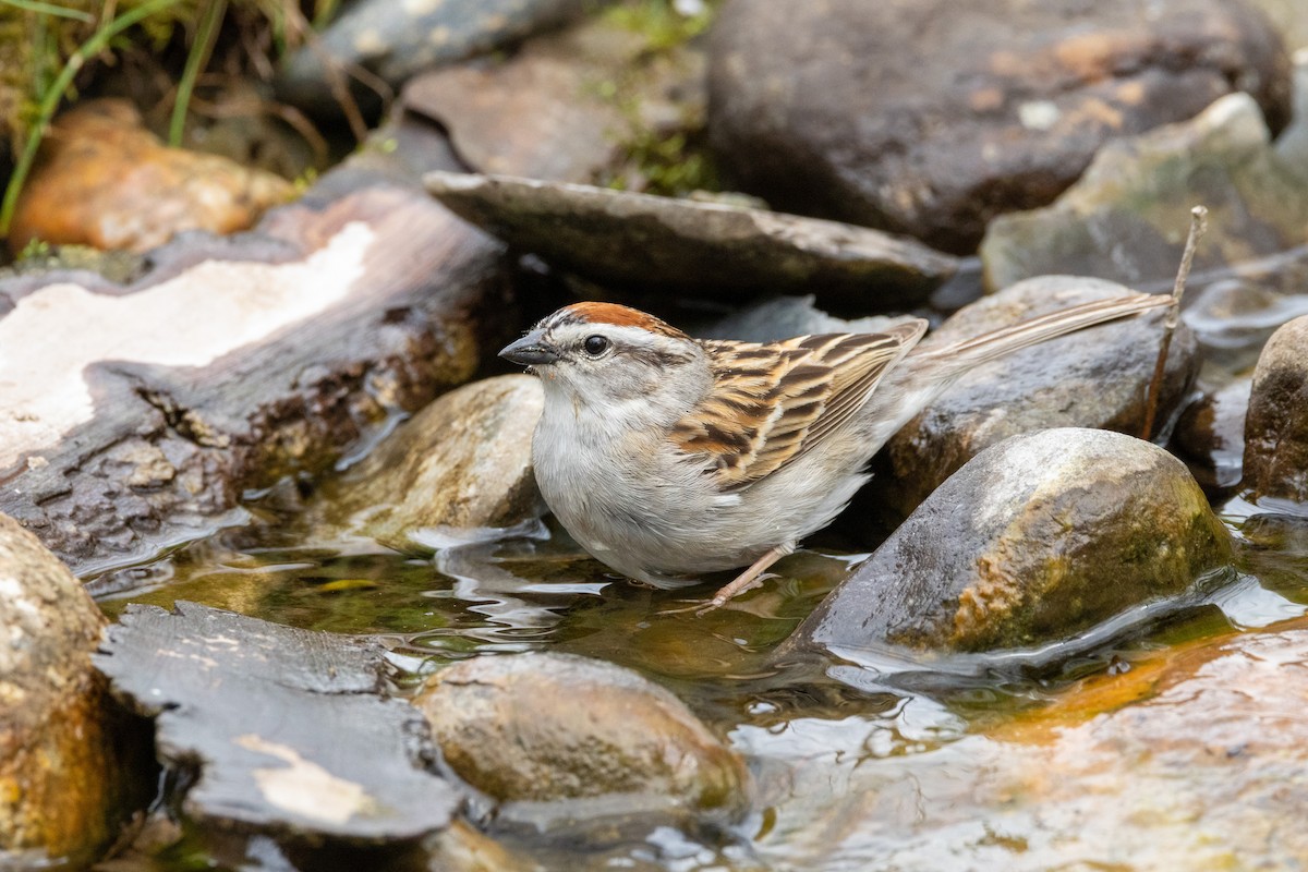 Chipping Sparrow - ML618077026