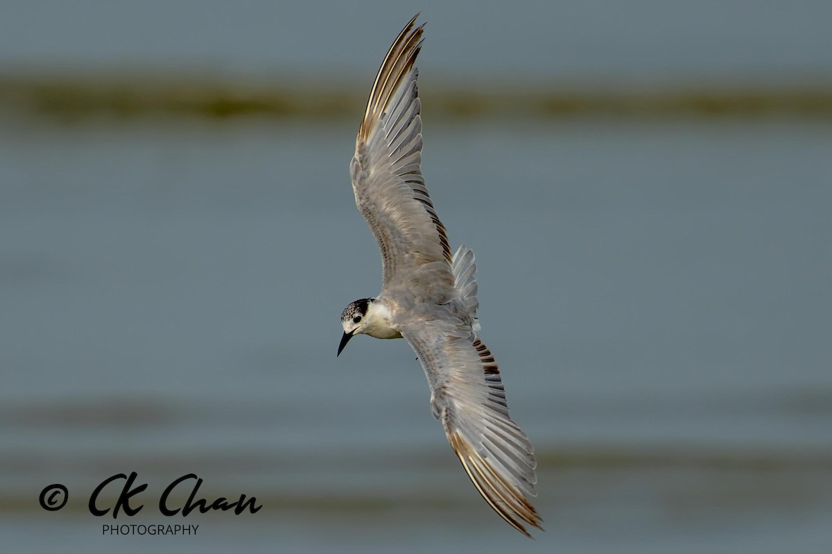 Whiskered Tern - Chee Keong  Chan