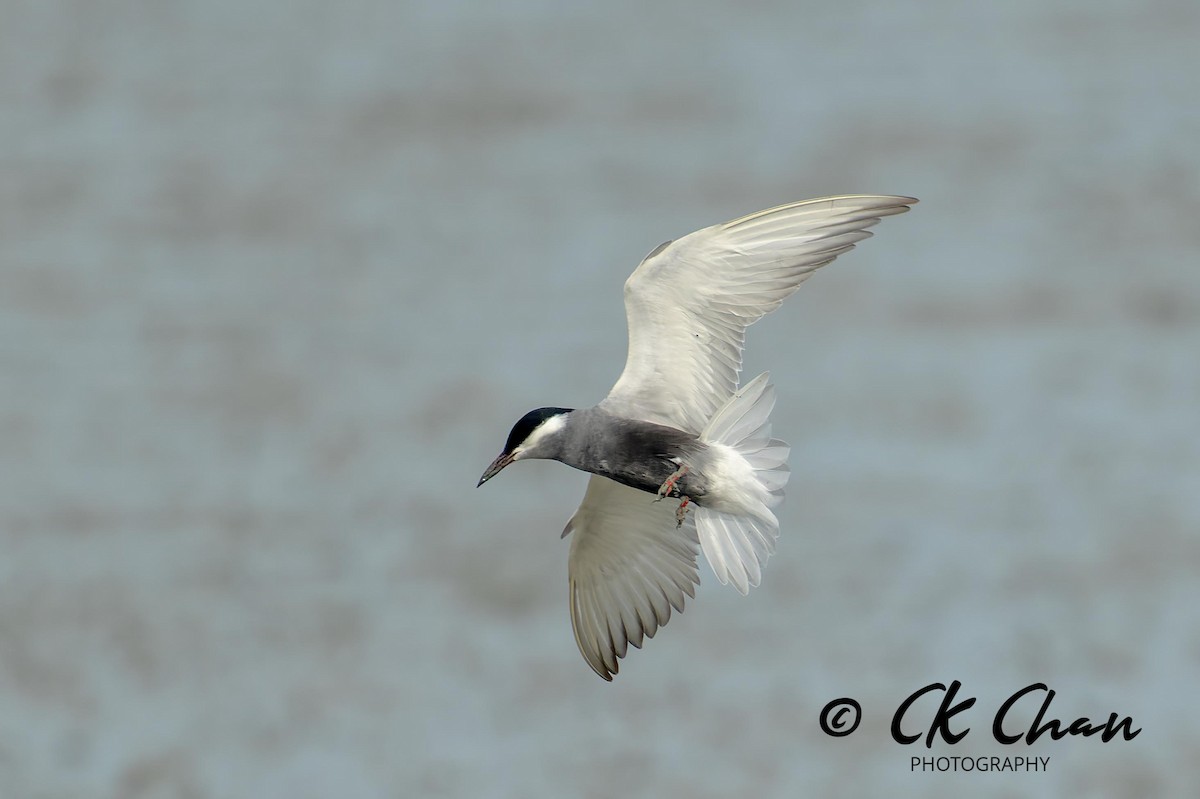 Whiskered Tern - Chee Keong  Chan