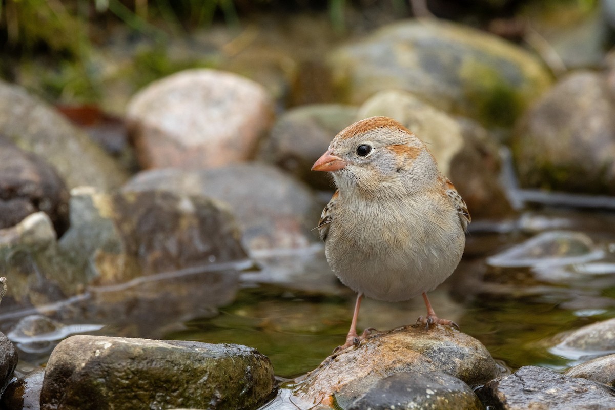 Field Sparrow - Ric mcarthur