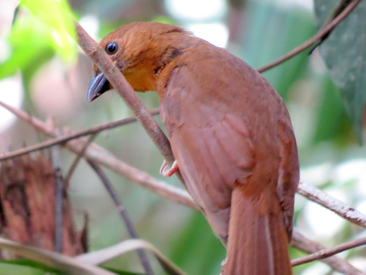 Red-throated Ant-Tanager - ML618077058