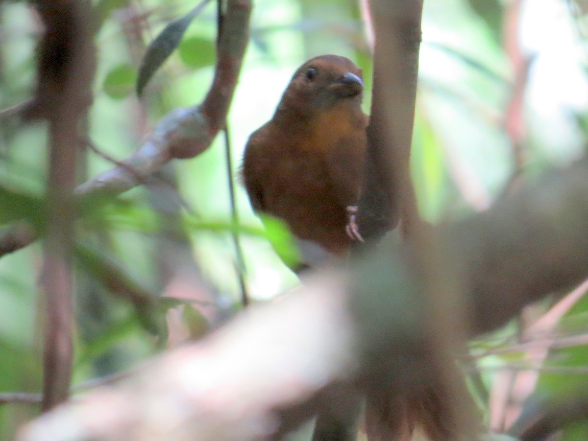 Red-throated Ant-Tanager - ML618077060