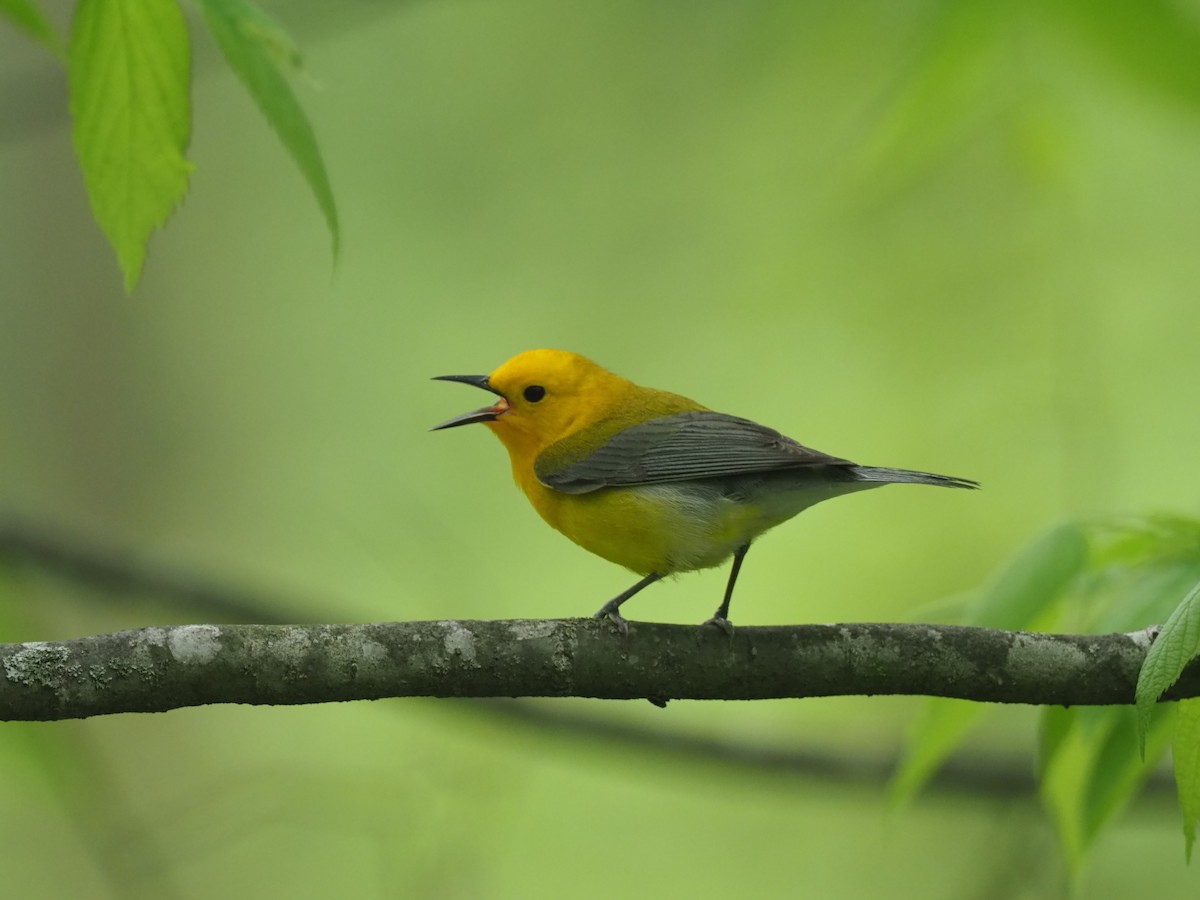 Prothonotary Warbler - David Ayer