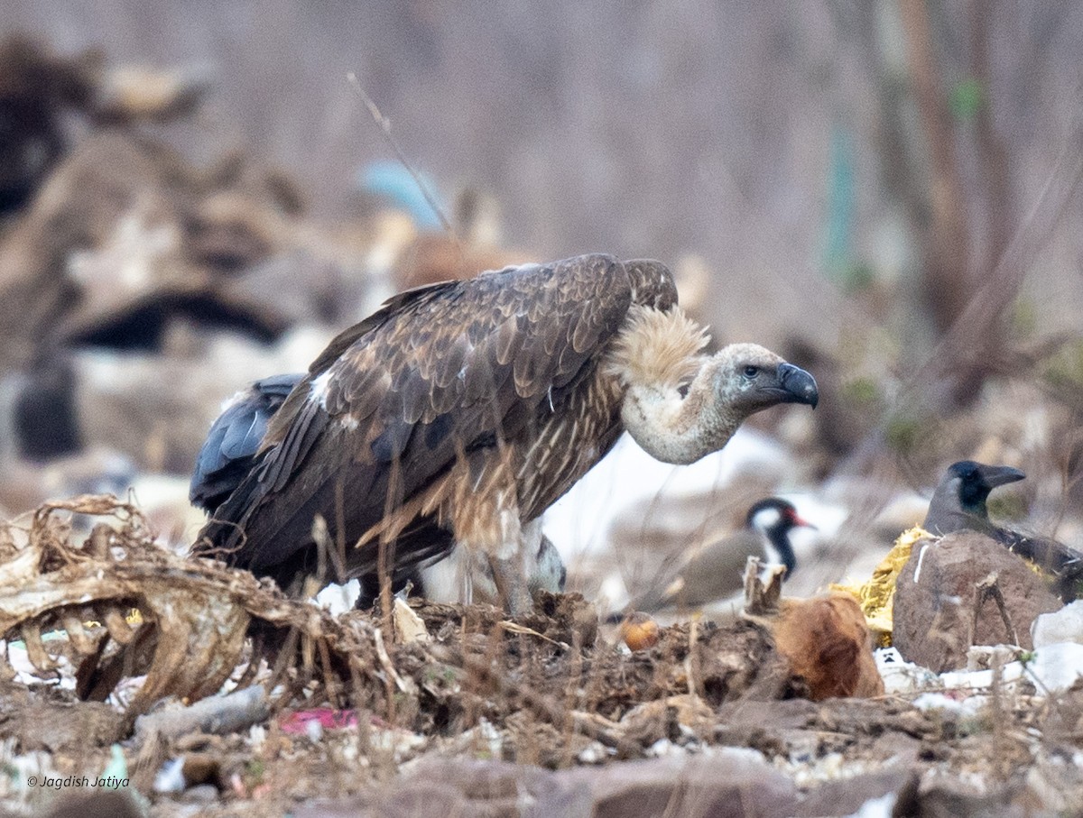 Indian Vulture - ML618077099