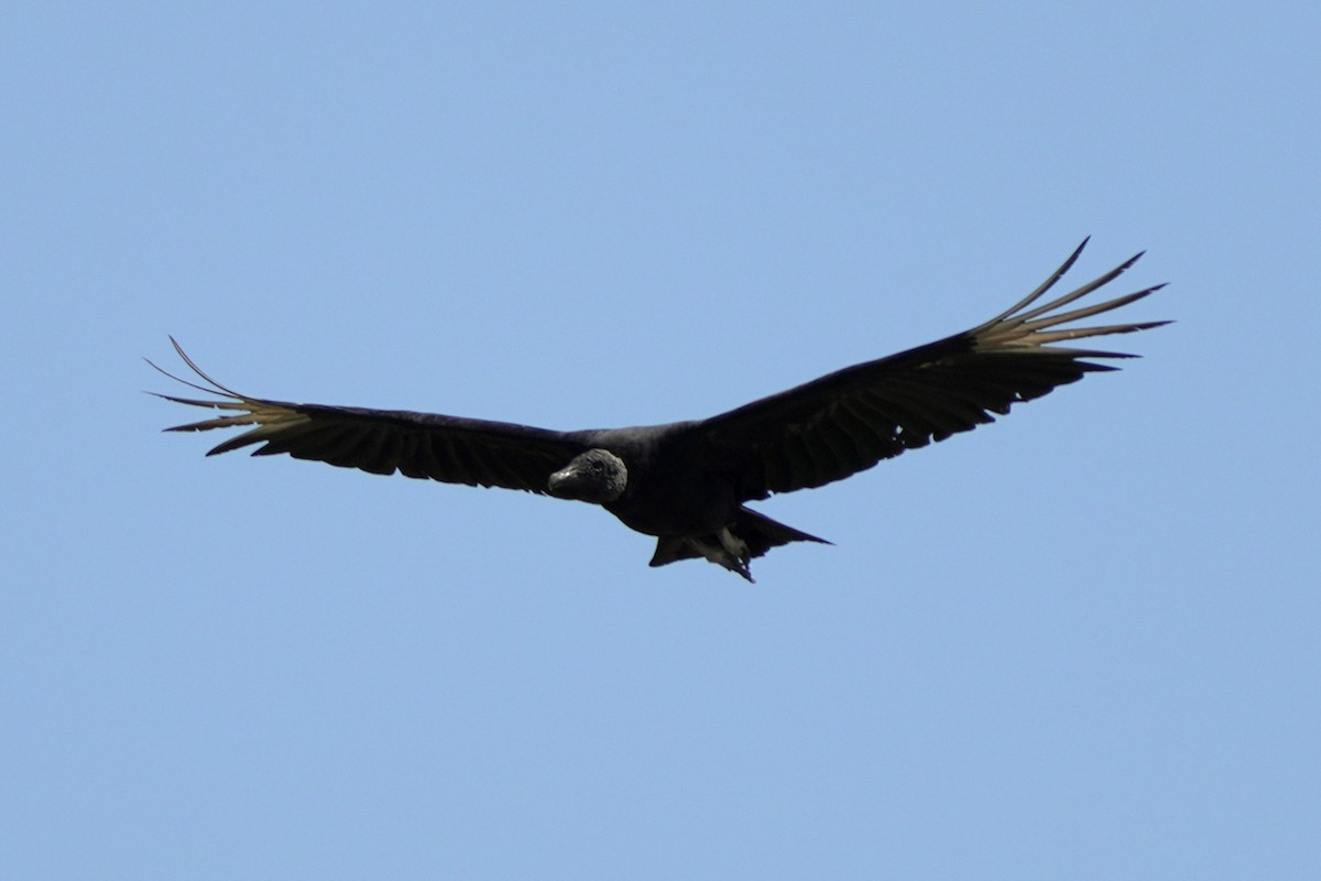 Black Vulture - ML618077132