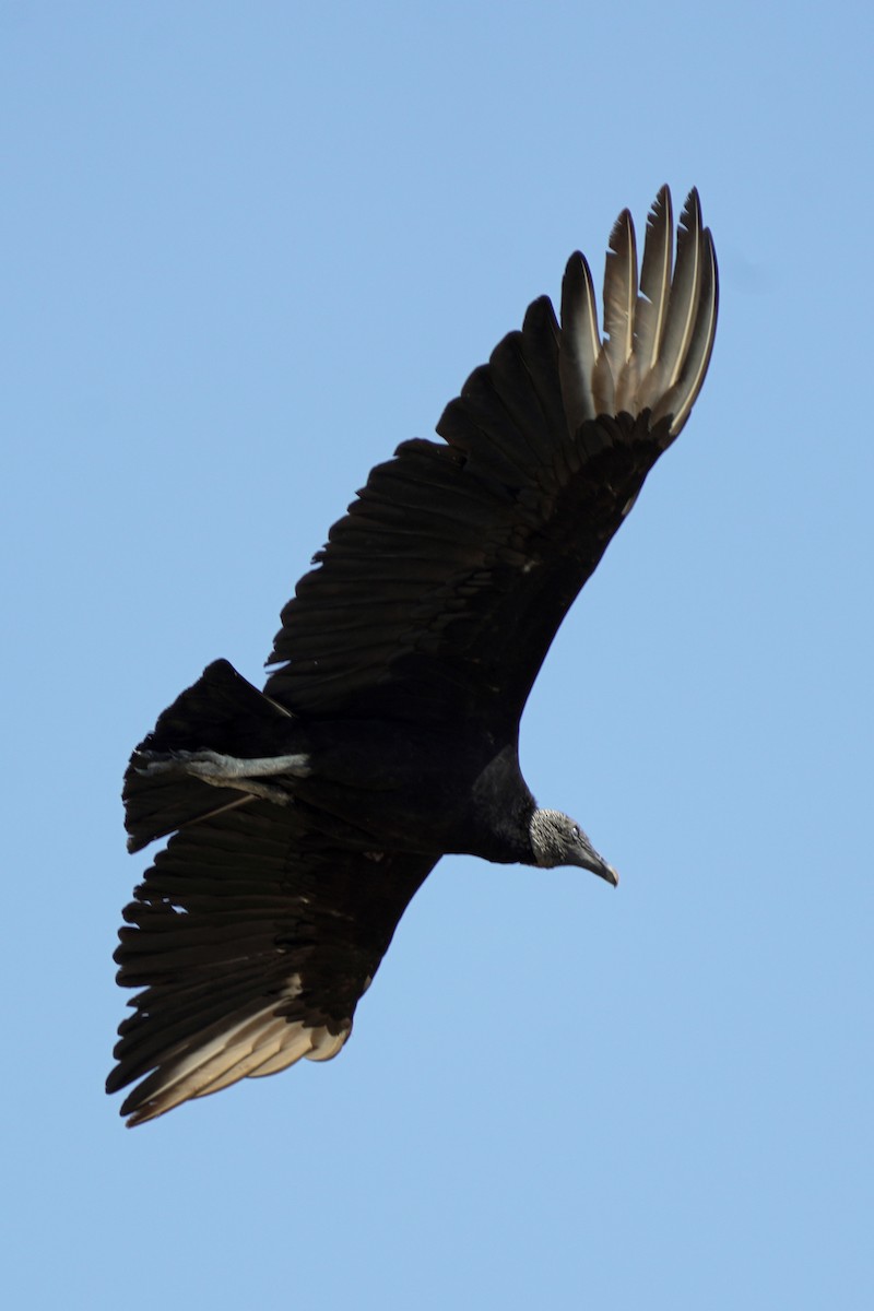 Black Vulture - Kenny Frisch