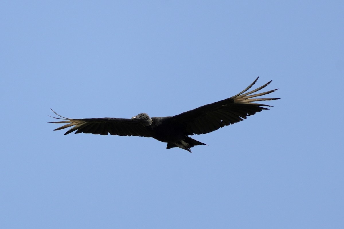 Black Vulture - ML618077134