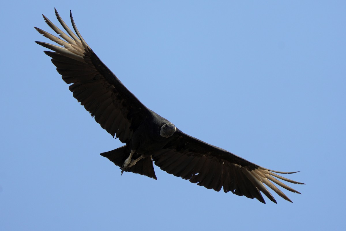Black Vulture - ML618077135