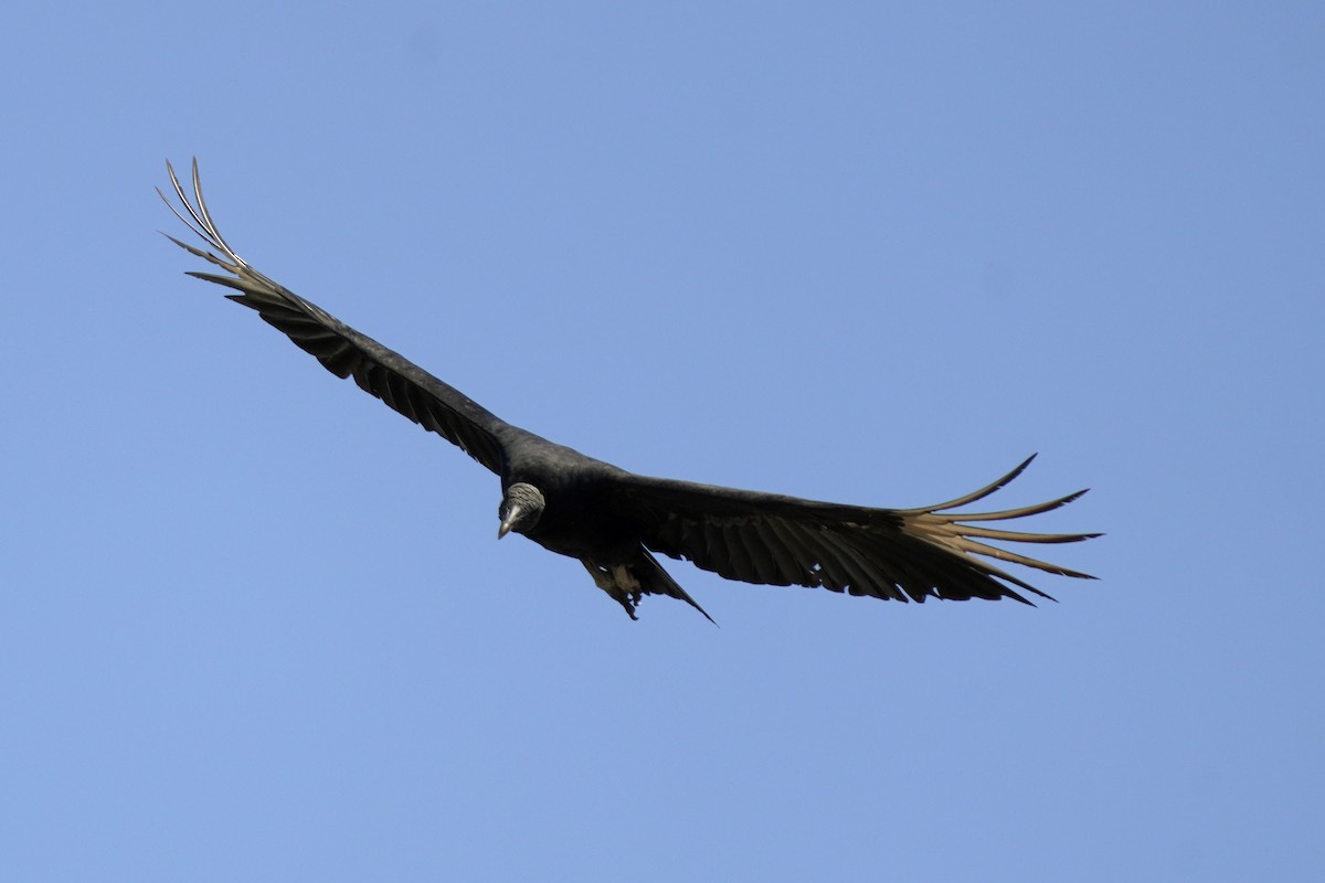 Black Vulture - Kenny Frisch