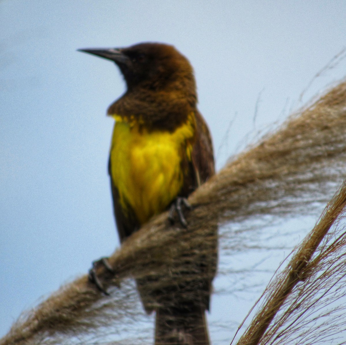 Brown-and-yellow Marshbird - ML618077168