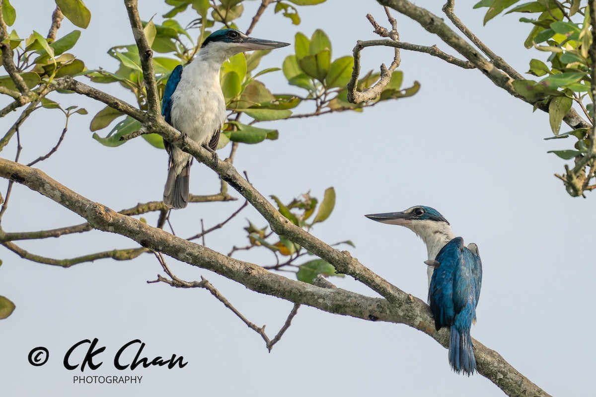 Collared Kingfisher - Chee Keong  Chan
