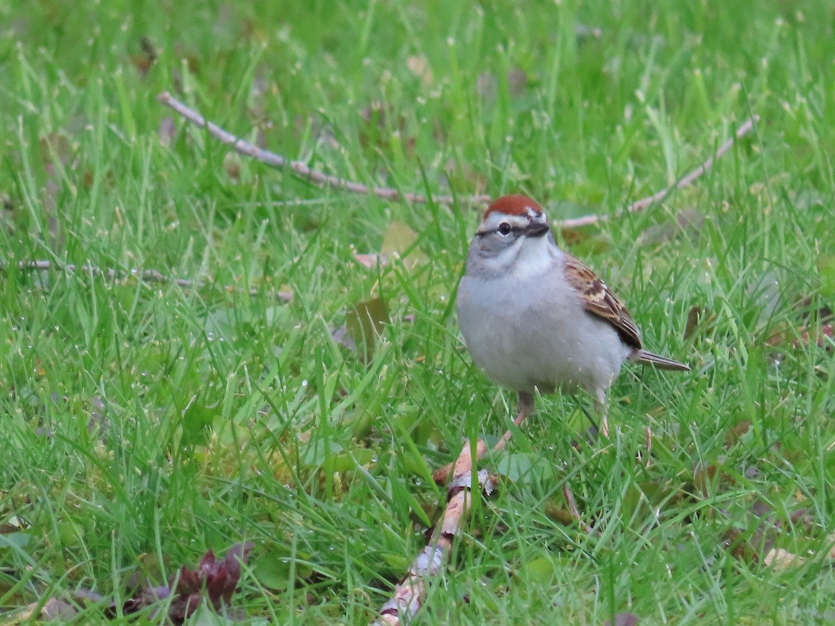 Chipping Sparrow - ML618077268