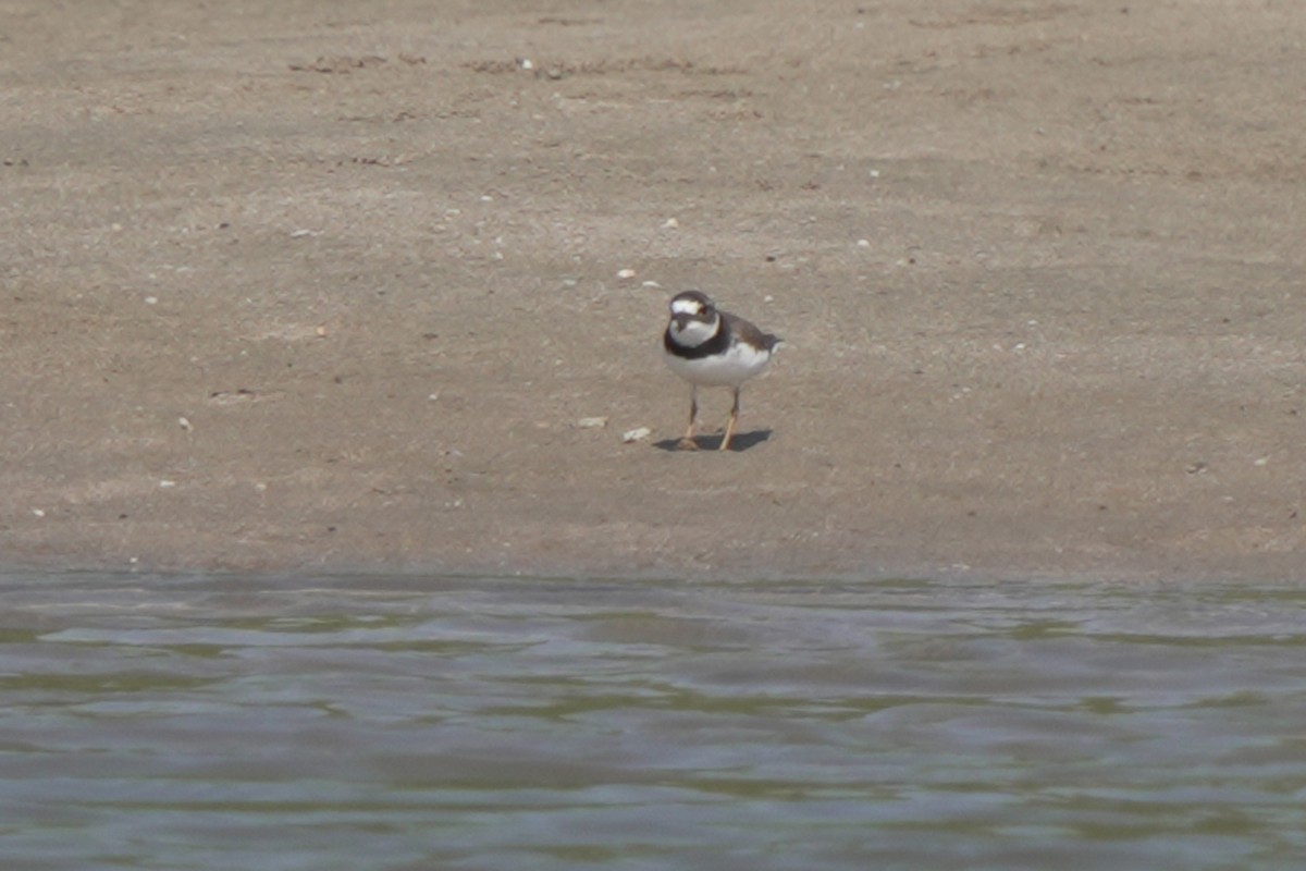 Semipalmated Plover - ML618077296