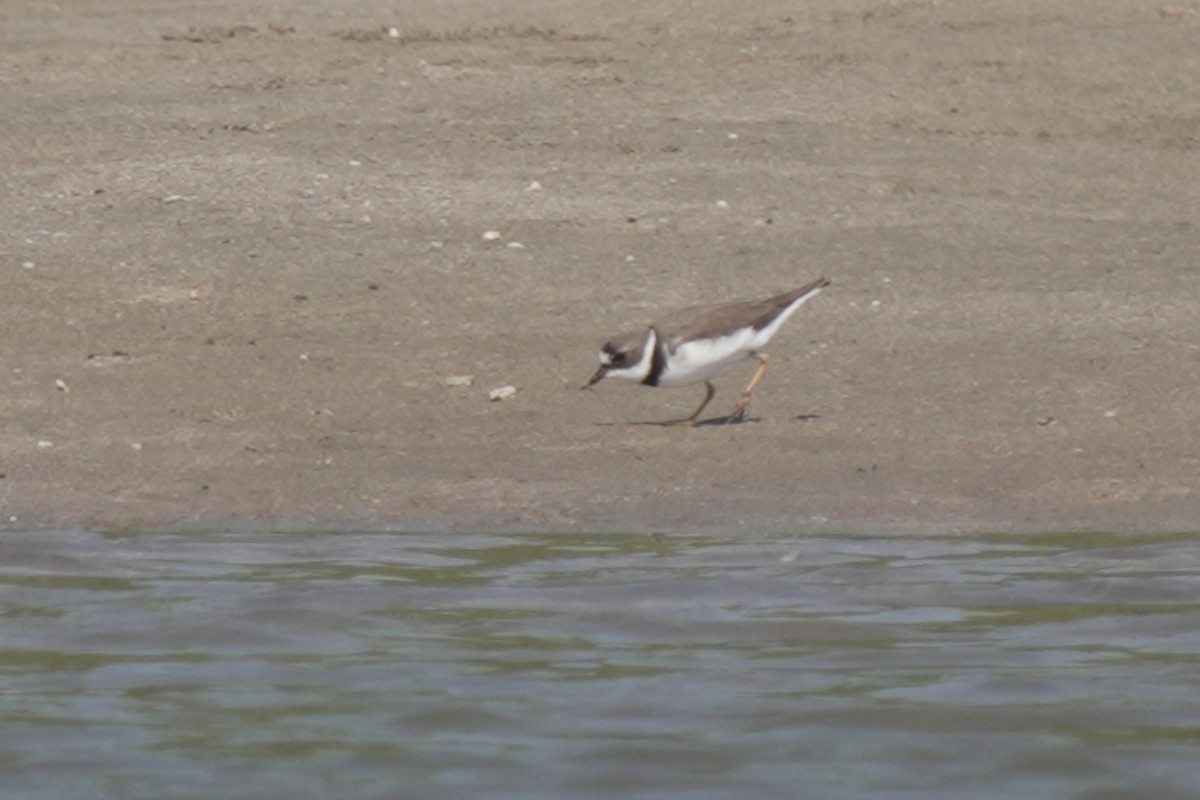 Semipalmated Plover - ML618077298
