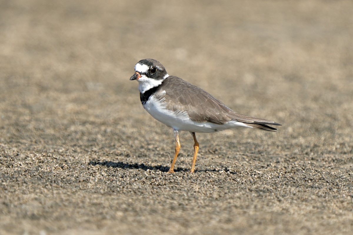 Semipalmated Plover - ML618077346