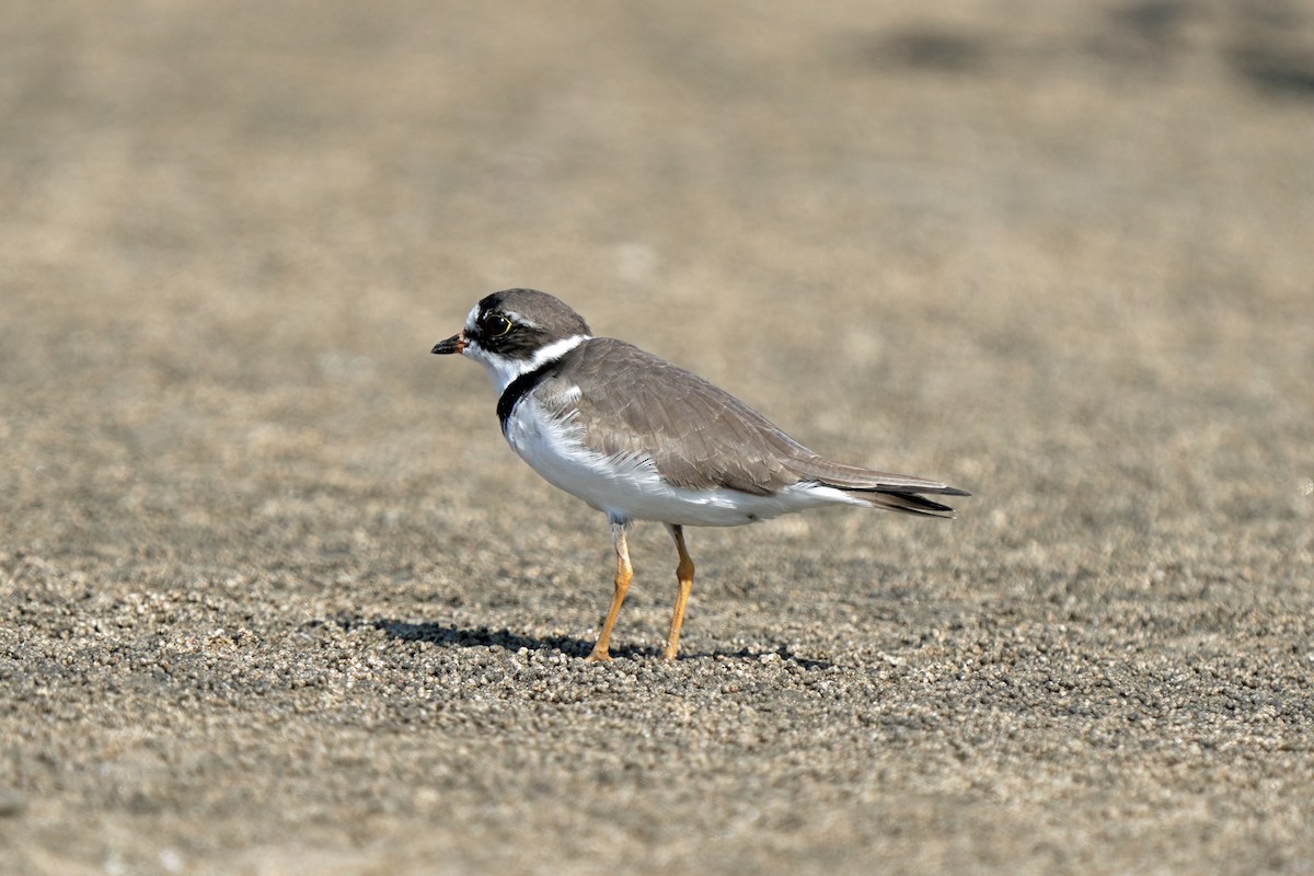 Semipalmated Plover - ML618077347