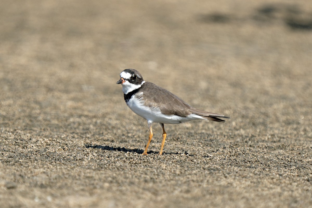 Semipalmated Plover - ML618077348