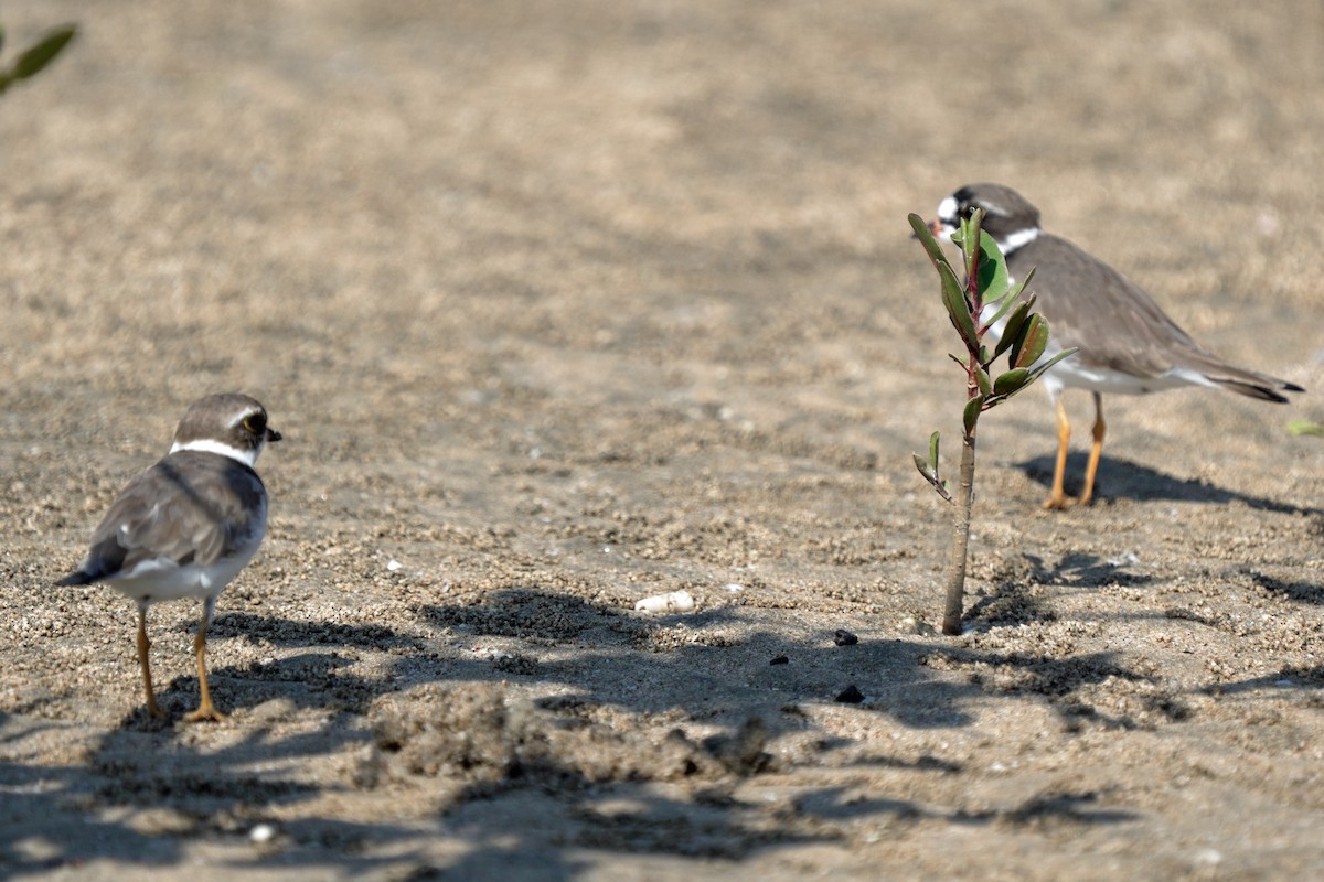 Semipalmated Plover - ML618077350