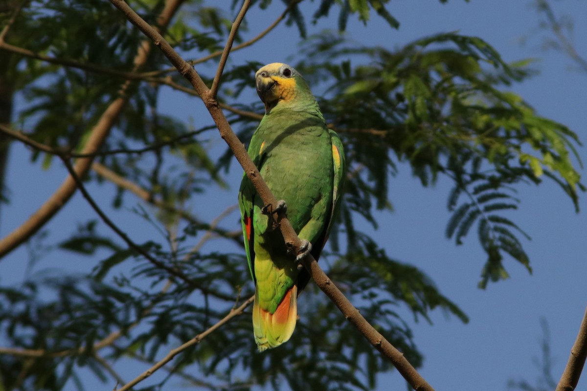 Orange-winged Parrot - Richard Dunn
