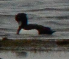 Tufted Duck - ML618077390